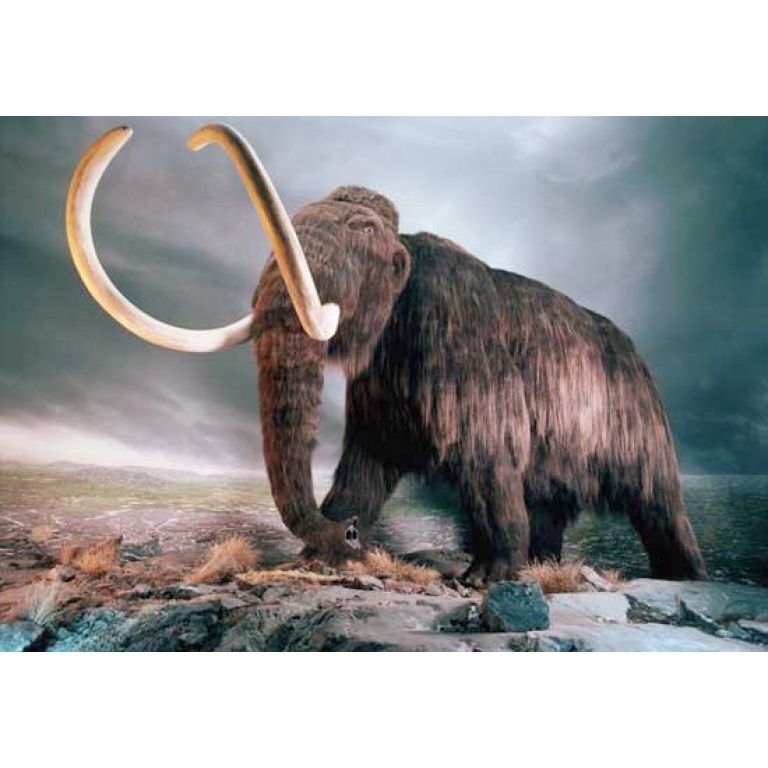 En 20 años se podrán revivir especies extinguidas como el mamut, según los expertos.