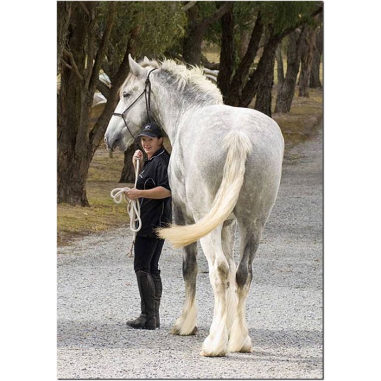 Luscombe Nodram, el caballo mas alto del mundo.