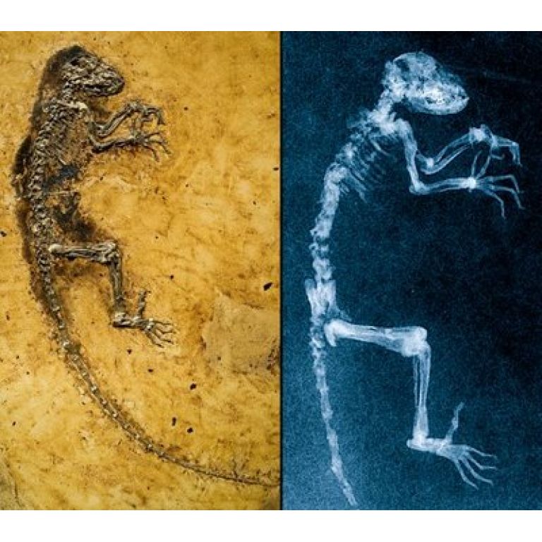 Paleontólogos presentan al fósil de primate que podría ser el ?eslabón perdido?