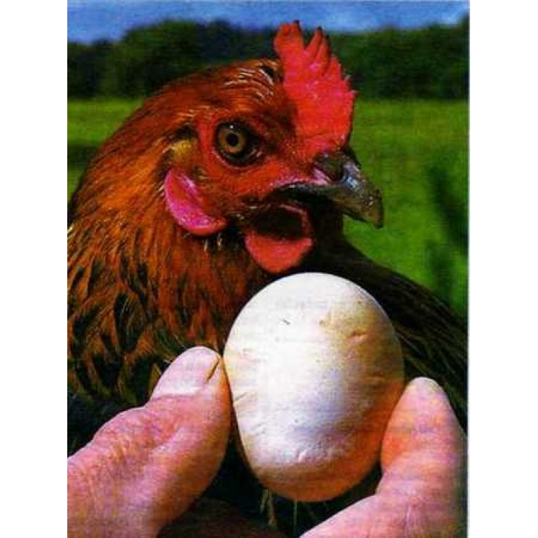 Qu fue primero el huevo o la gallina?