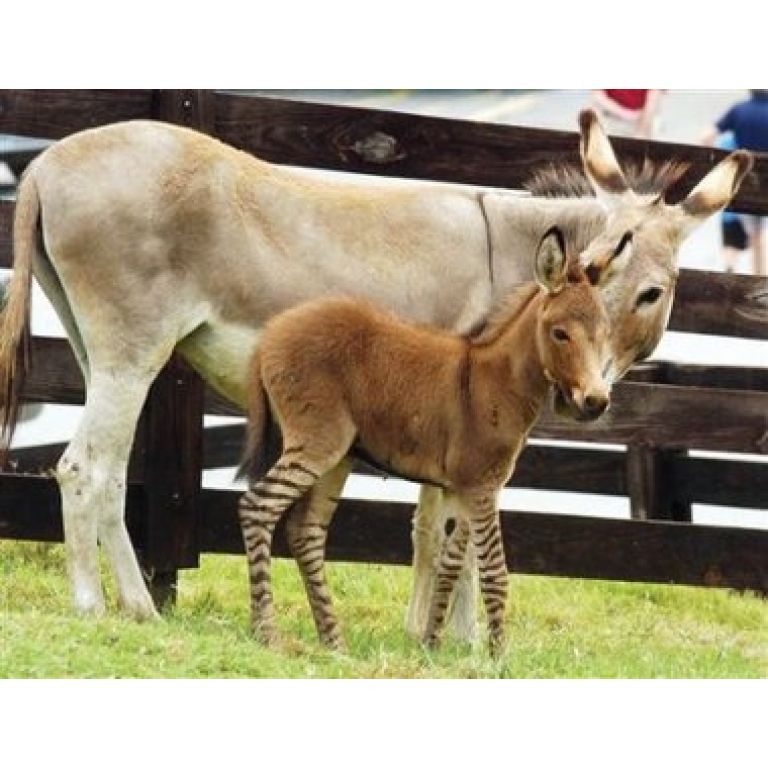 Nace "cebrurro", híbrido de cebra y burro, en reserva de Georgia