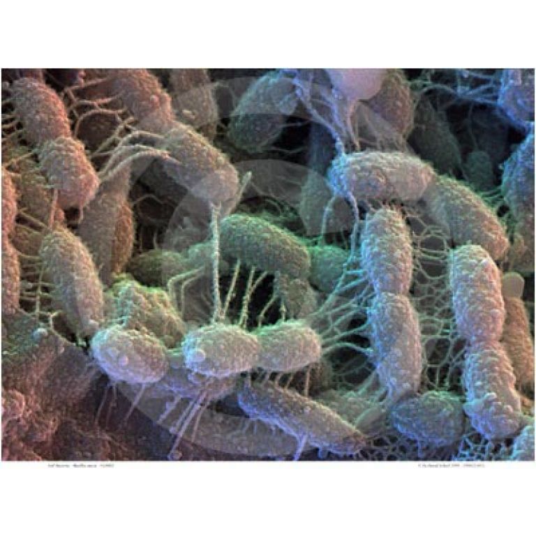 Estudio descubre que las bacterias huelen
