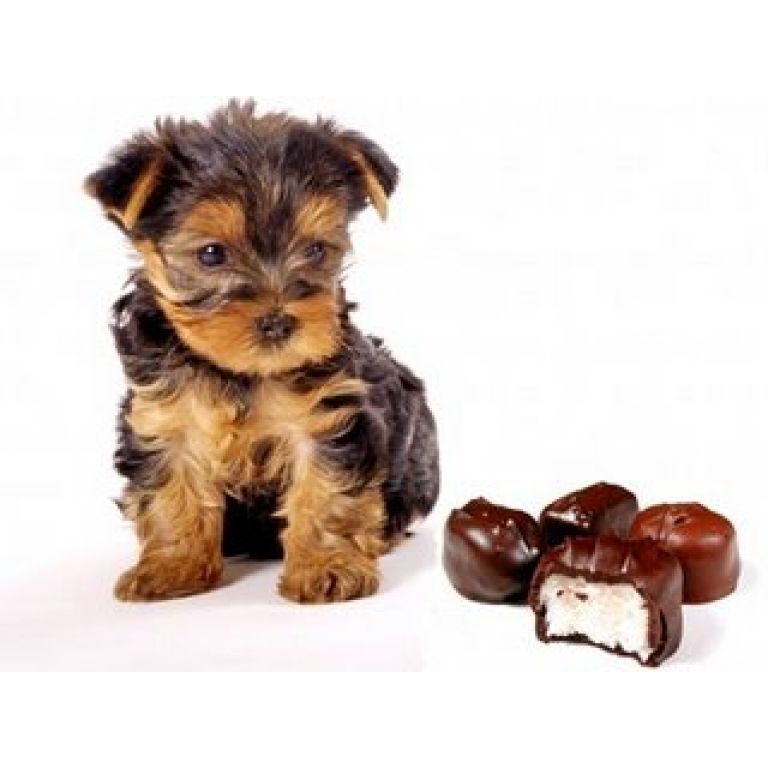 Sabas que darle chocolate a las mascotas puede daar su salud?