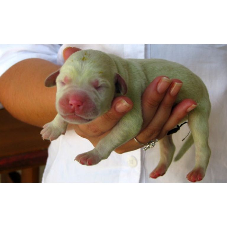 Nace en Brasil un perro verde