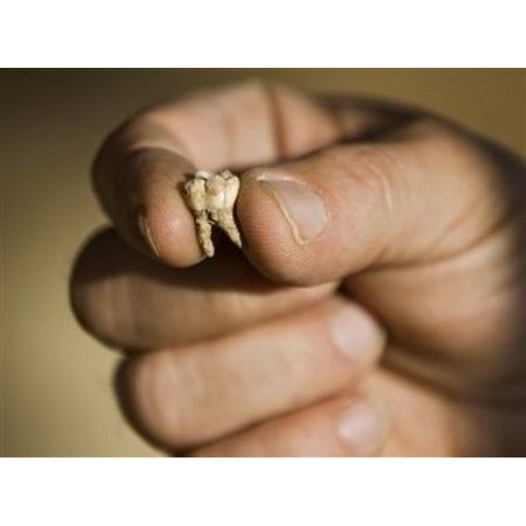 Encuentran en Israel dientes humanos antiguos