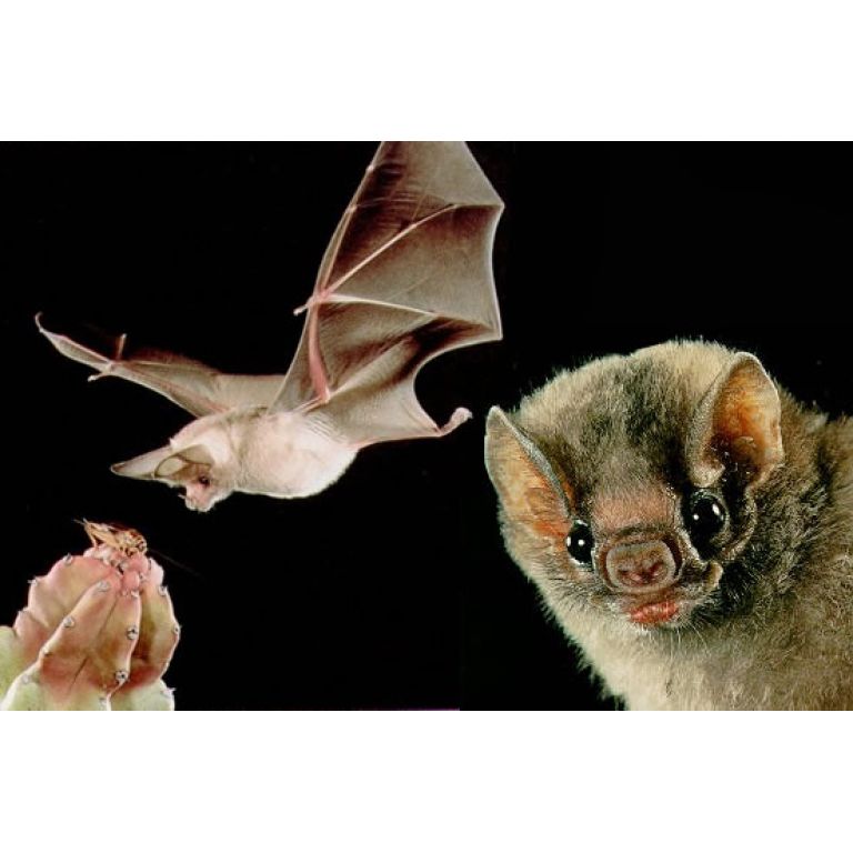 9 cosas que no sabías sobre los murciélagos