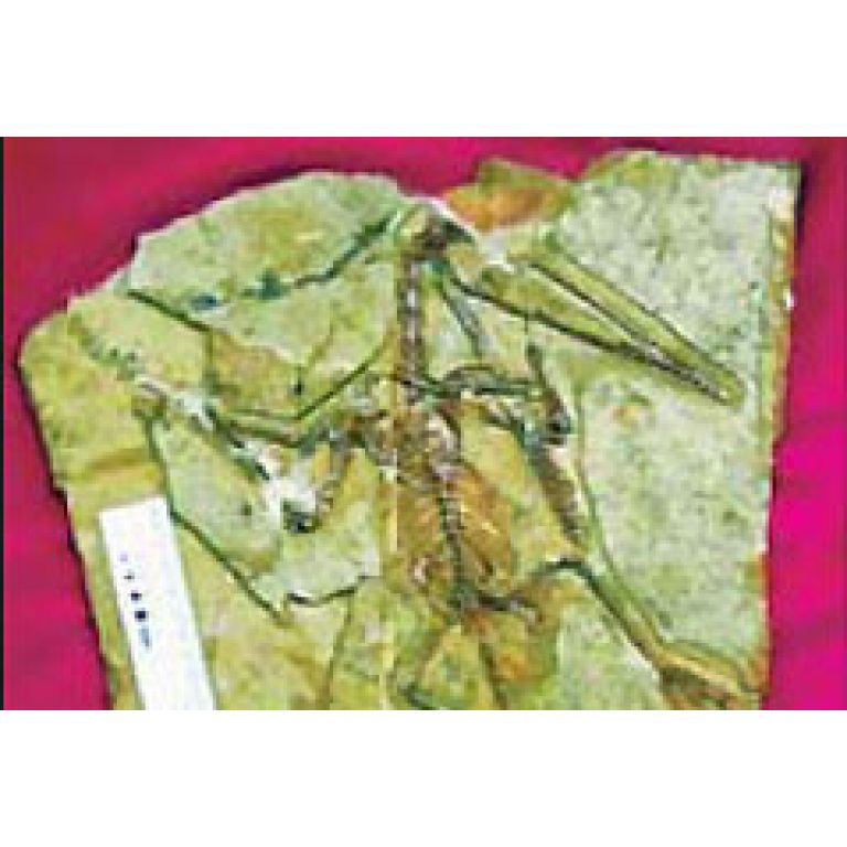 Hallan fósil de pterosaurio hembra 160 millones de años