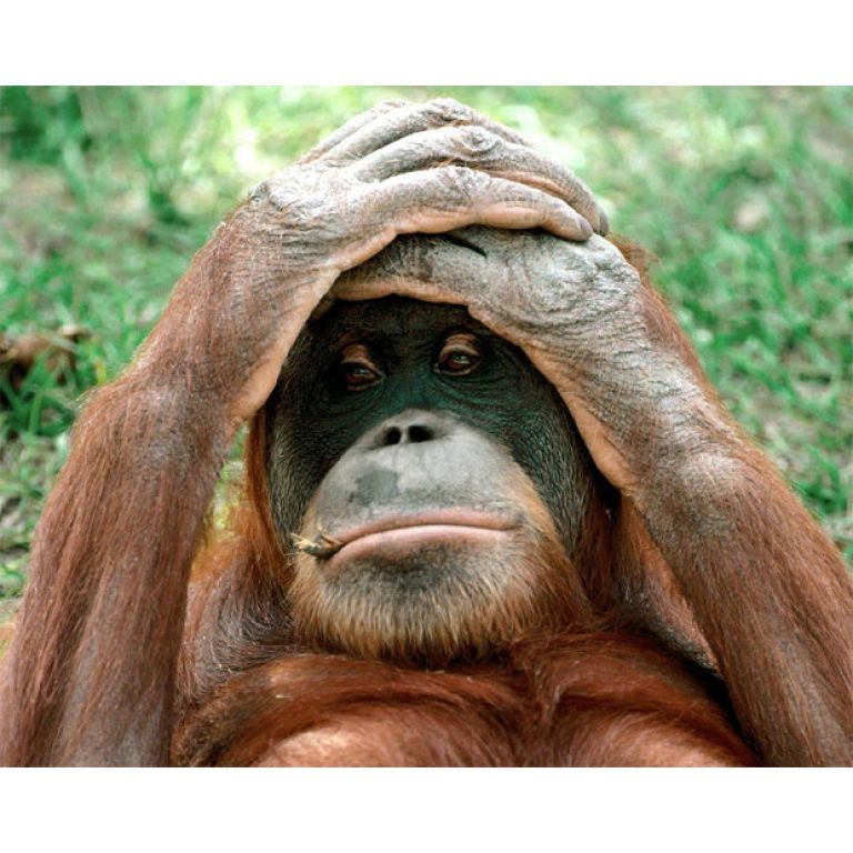 Genoma de orangután 97% coincidente con humano