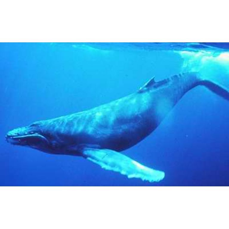 Según un estudio las ballenas jorobadas navegan con la precisión de un GPS