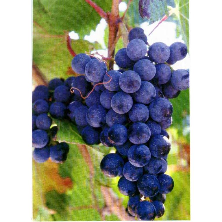 Propiedades de la uva