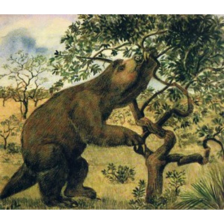 Descubren fósil de oso perezoso primitivo
