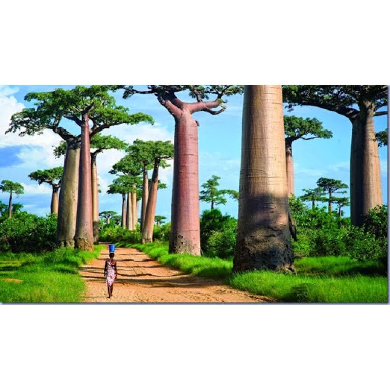 La avenida de los baobabs