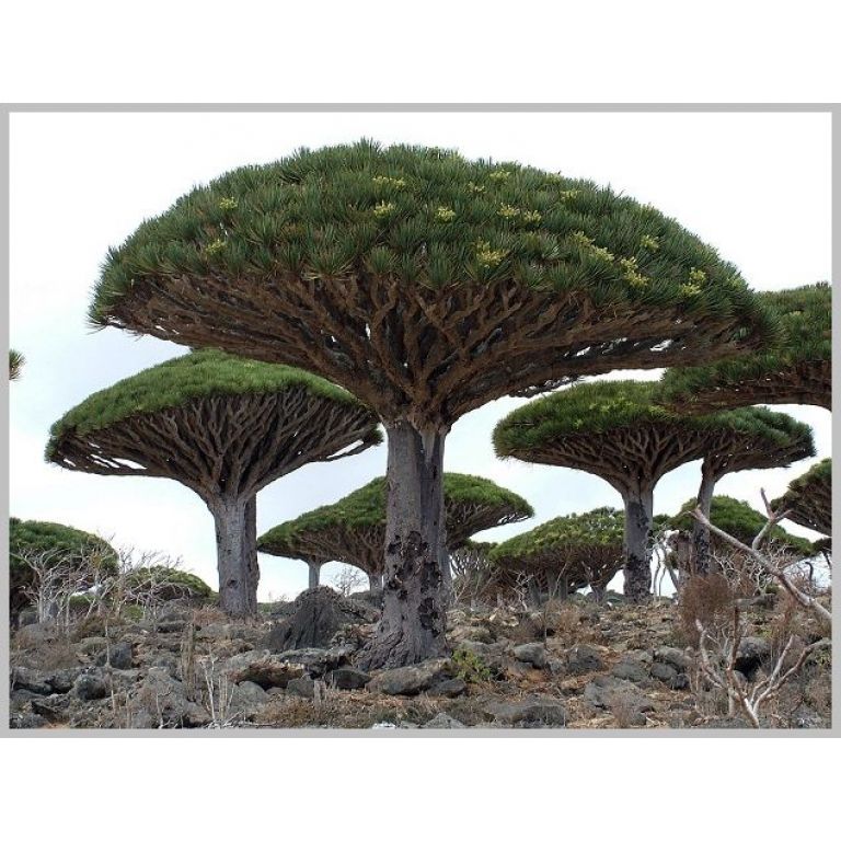 La isla de Socotra