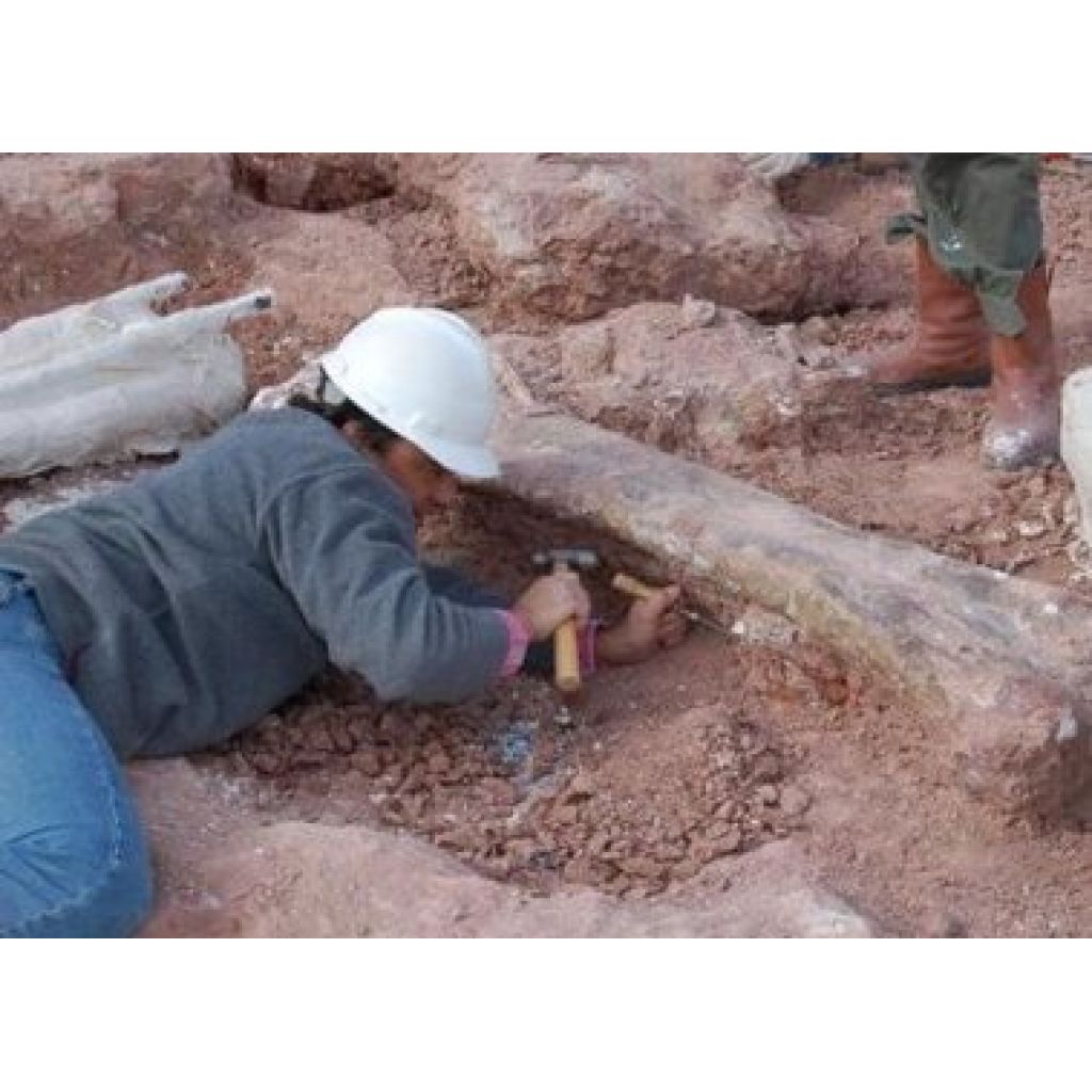 Momento de la excavación de los restos de fósiles del nuevo ejemplar de dinosaurio, Petrobrasaurus.