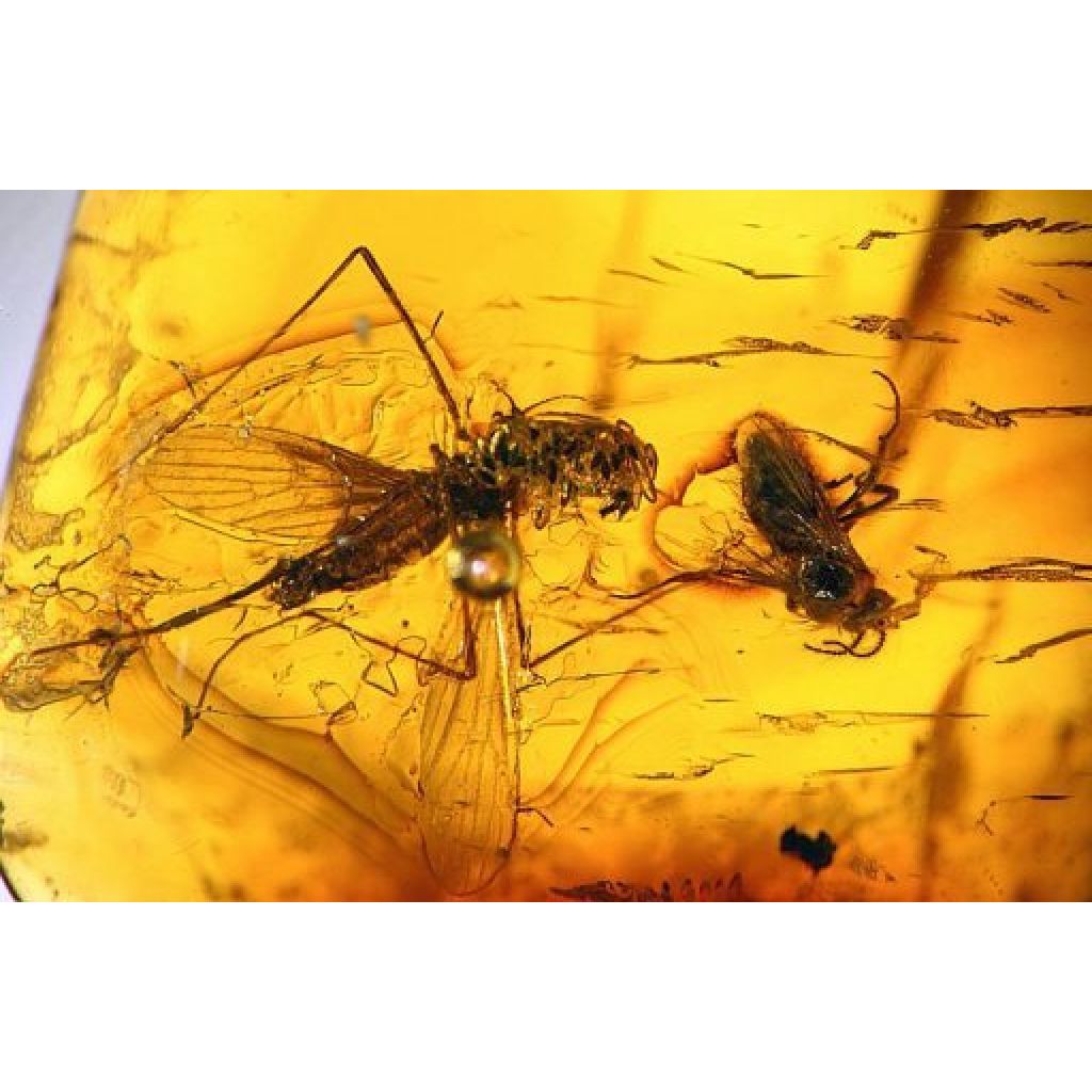 Imagen difundida el 26 de abril de 2011 por el Museo Paleontológico Peruano Meyer-Hönningen de Chiclayo, en el norte de Perú, de los restos de insectos fosilizados atrapados en ámbar de hace 20 millones de años.