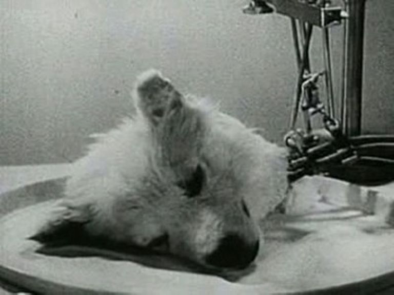 El experimento ruso del perro sin cabeza.