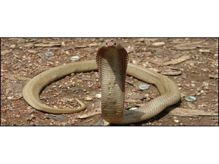 Las 5 serpientes mas venenosas del mundo.