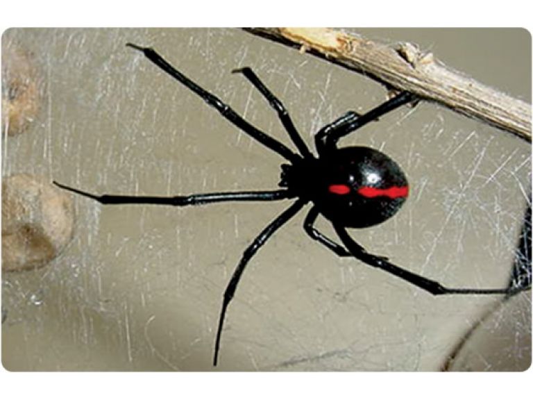 Las 5 arañas mas venenosas del planeta