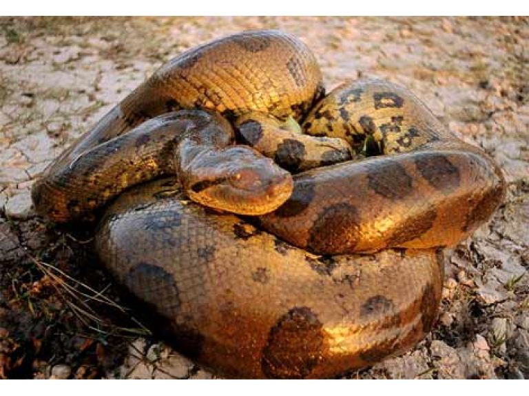 La Anaconda, la serpiente mas grande del mundo.
