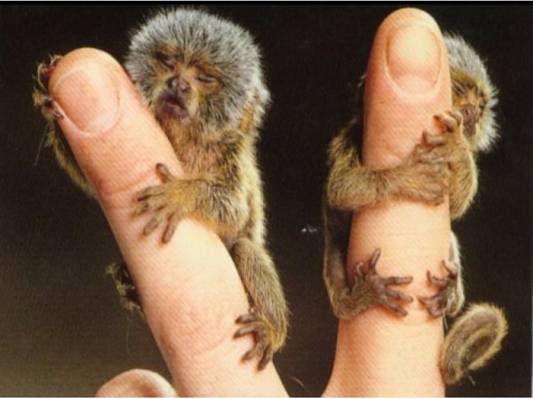 El primate más pequeño del mundo.