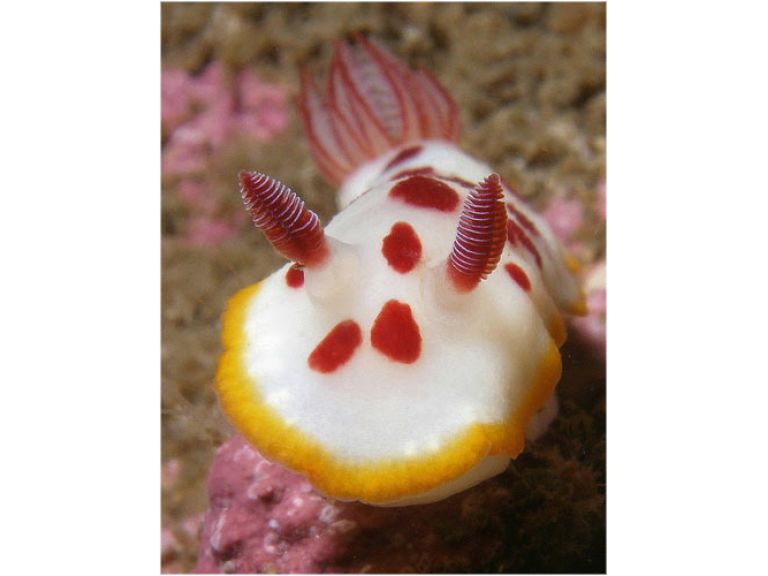 Coloridas criaturas marinas llamadas Nudibranquios