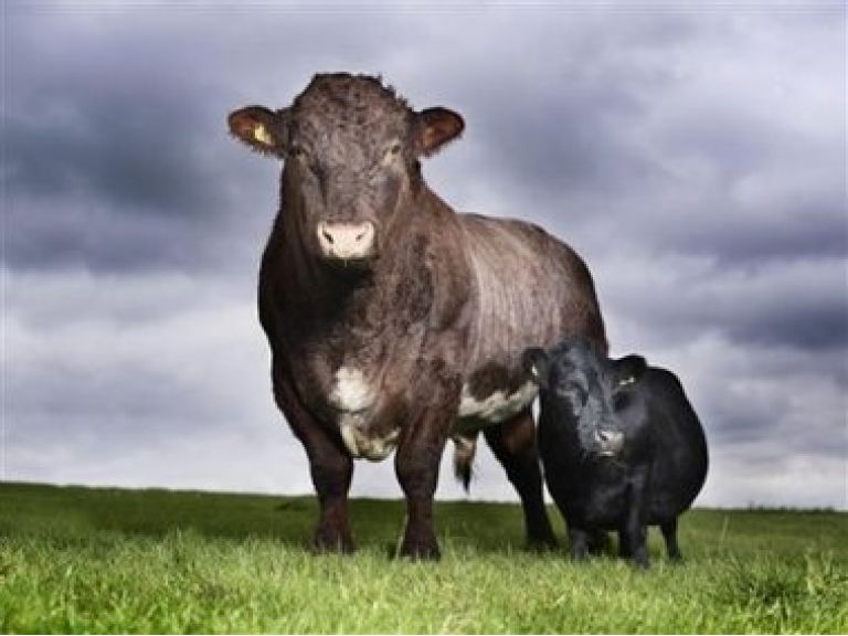 "Mini-mu": Vaca de 84 centmetros es la ms pequea del mundo