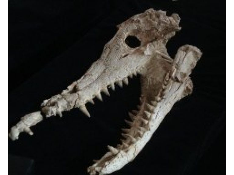 Presentan fósil de dinosaurio carnívoro más grande