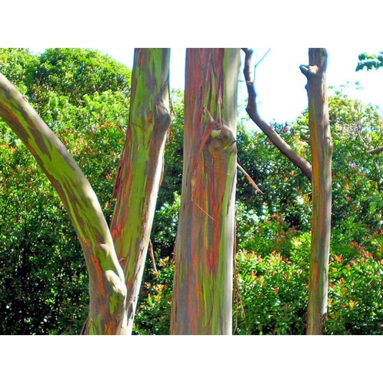 El eucalipto arcoiris.