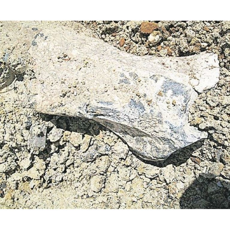 Encuentran restos fsiles en Cerro Largo, Uruguay.