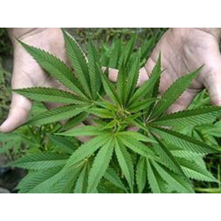 Sanidad da luz verde a un derivado del cannabis para la esclerosis mltiple