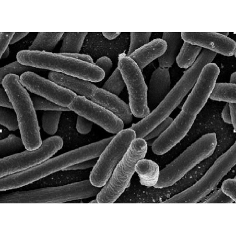 Descubren nueva bacteria resistente a los antibiticos en India