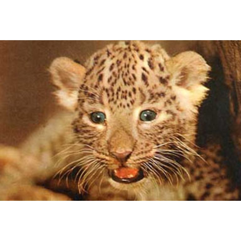 Jaguar autóctono nació en Pan de Azúcar