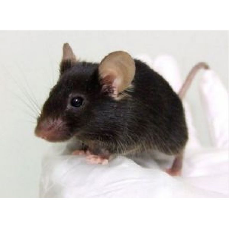 Científicos japoneses crean un ratón mutante que canta como los pájaros