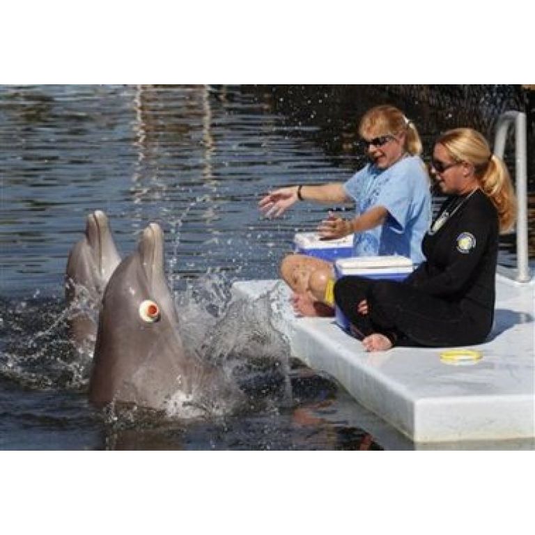 Estudian cómo los delfines pueden "ver" con los ojos vendados