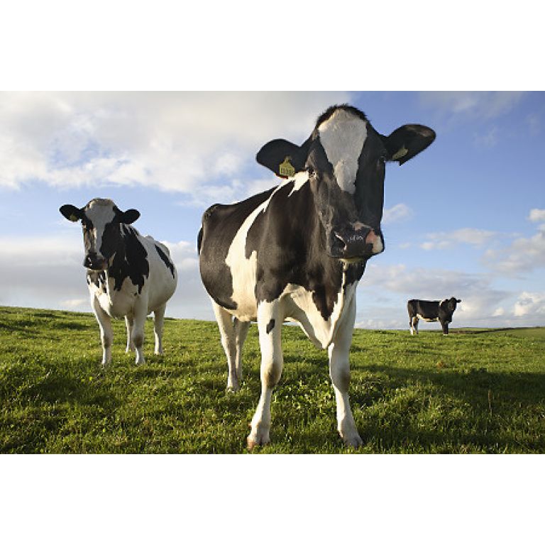 Vacas genéticamente modificadas producen "leche humana"