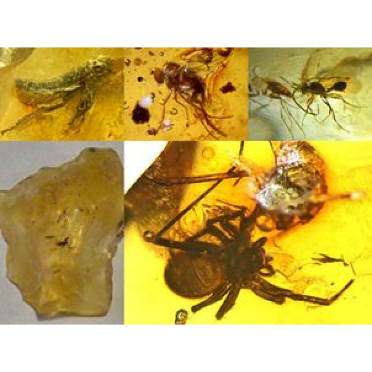 Descubren en Per  4 especies de insectos y una de araa fosilizadas en mbar