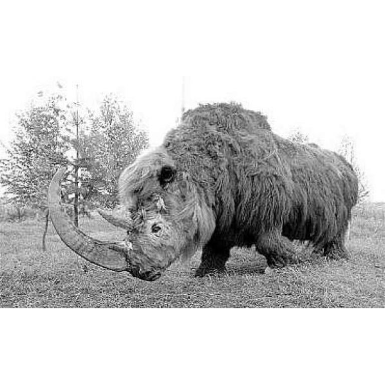 Hallan rinoceronte prehistrico en el sur de Rusia