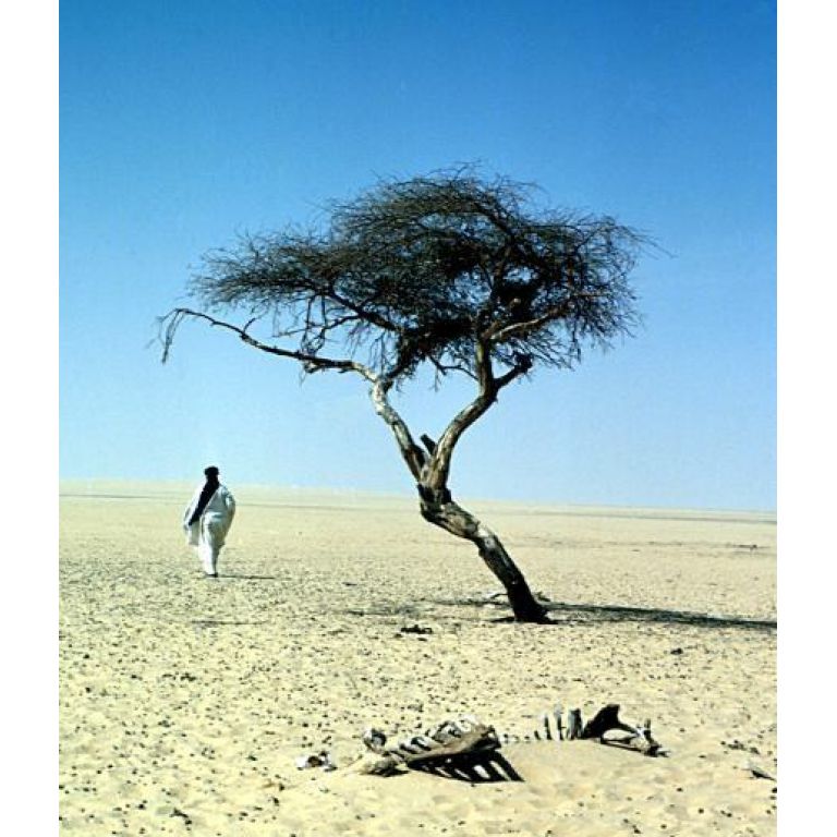 Un árbol perdido en el desierto del Sahara