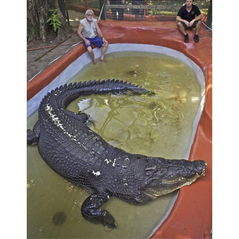 'Cassius', el cocodrilo más grande del mundo