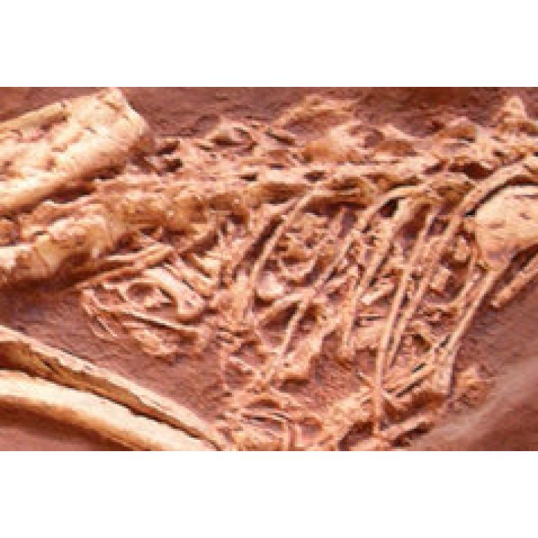 Hallan fsil del mamfero ms antiguo de Sudamrica