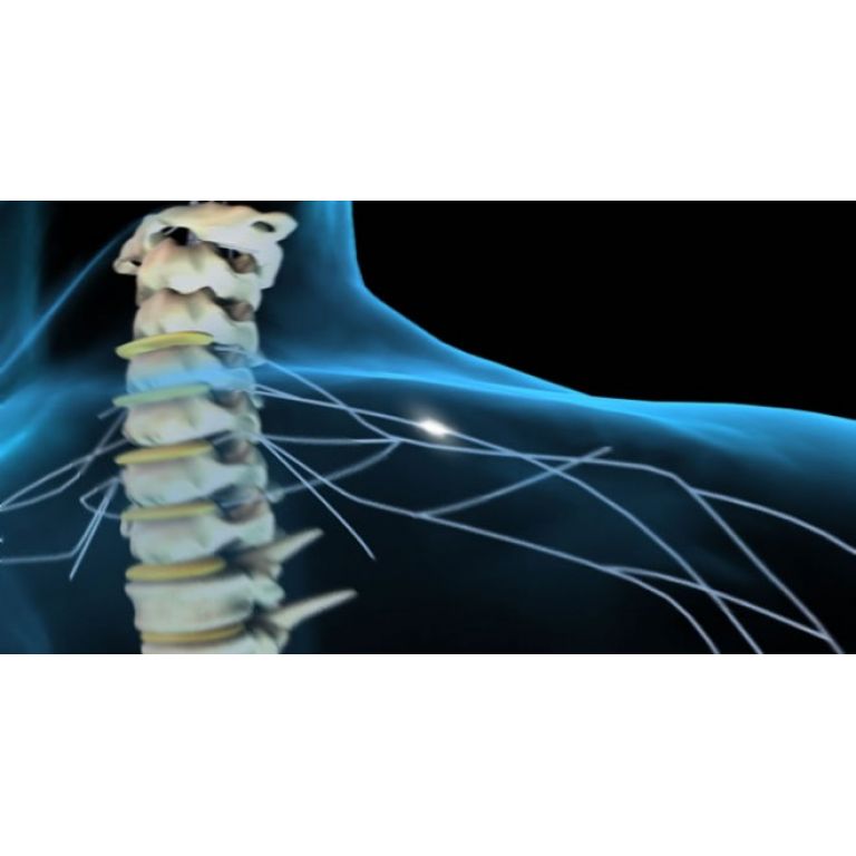 Científicos logran crear una médula espinal a partir de células madre humanas