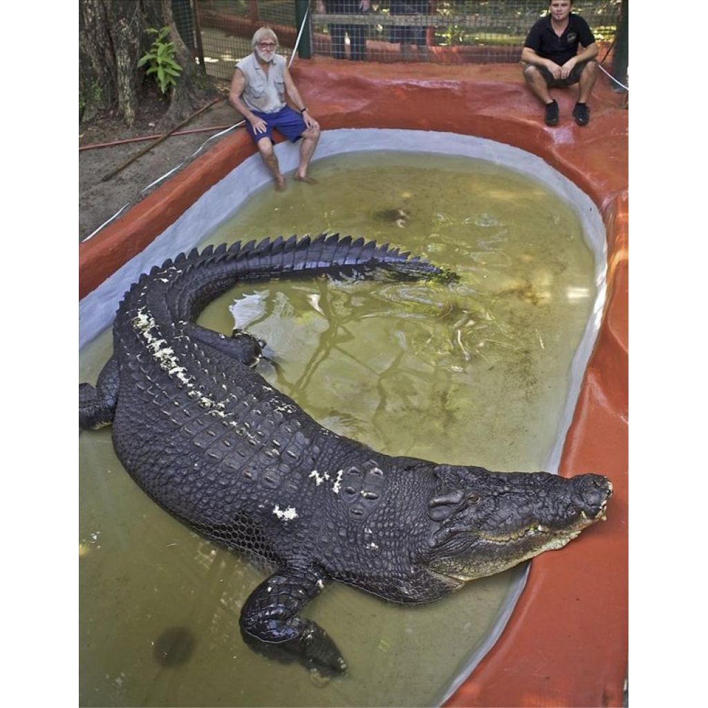 Mide 5,5 metros de largo y vive en un parque temático de Australia