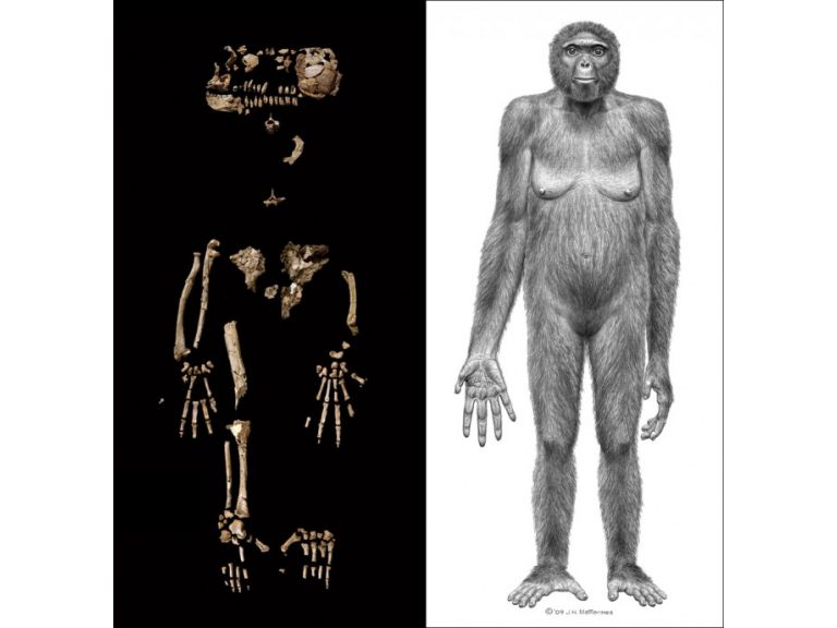 Antes que 'Lucy,' estuvo 'Ardi': descubren los huesos de nuestro antepasado ms antiguo.